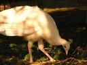 White peacock?
