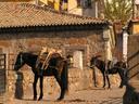 Donkeys on the bridge.