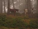 Horses ran around through the forest. It was surreal.