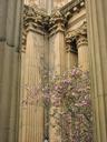 Blossoms at the Palace of Fine Arts.
