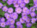 More colorful flowers.
