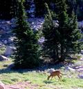 Deer just off the trail.