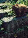We didnt hear the story, but somehow Berns history includes bears.  For that reason, across the river there is a small bear pit in which a few cuddly brown bears laze around.