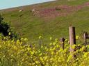 Wildflowers along the road.