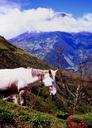 Horse high up in the mountains.