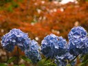 Tokyo, Japan - 127