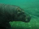 Hippopotamus.