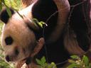 Panda.